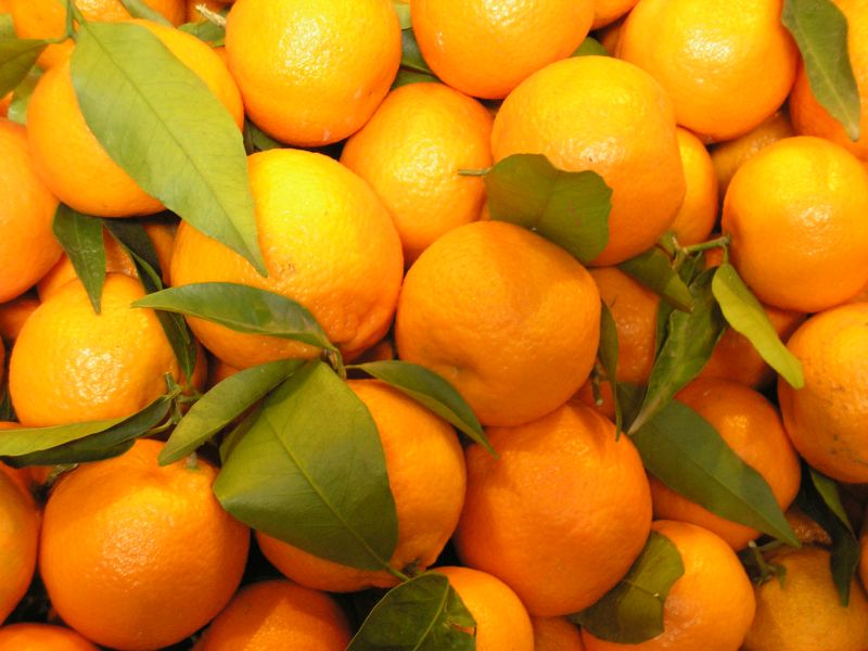 Frische Orangen aus Mallorca, eine Köstlichkeit