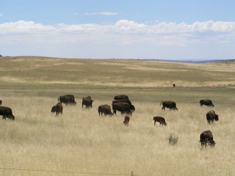 Büffel im Long Valley
