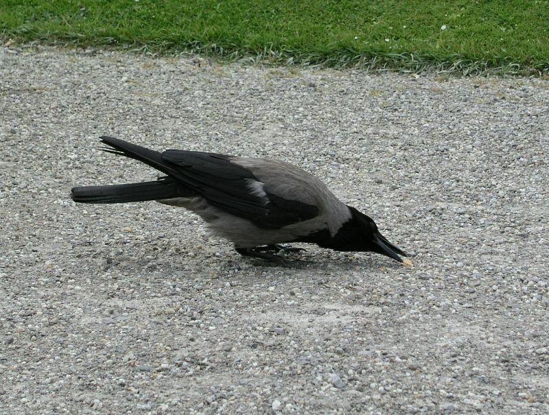 Vögel im Schlosspark Schönbrunn in Wien