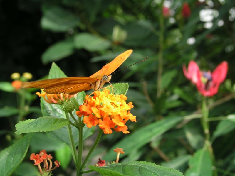 Falter im Schmetterlingshaus der Mainau