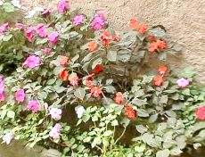 Blumen an den Wegen