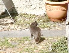 Eine Katze genießt die Stille