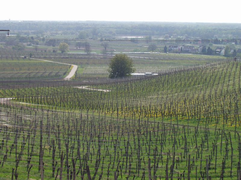 Ausblick vom Steinbuck auf die Rheinebene