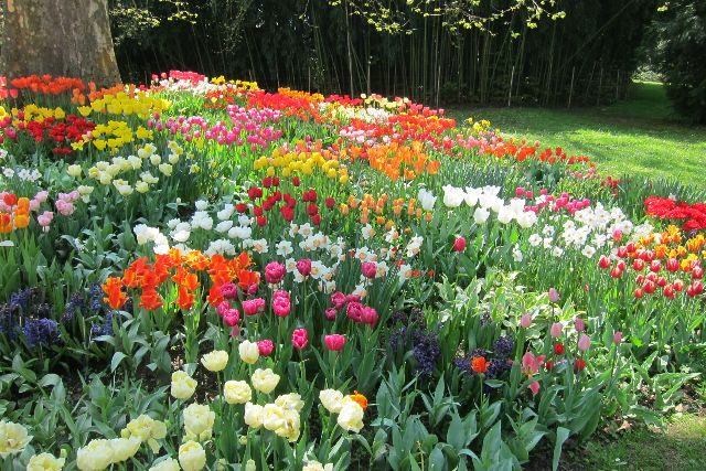 Blumeninsel Mainau im Bodensee