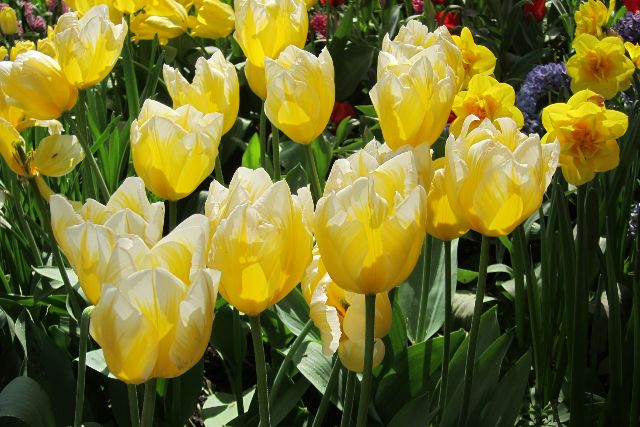 Blumeninsel Mainau im Bodensee