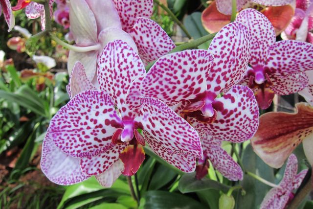 Blumeninsel Mainau im Bodensee