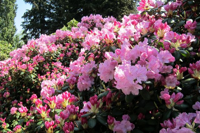 Blumeninsel Mainau im Bodensee