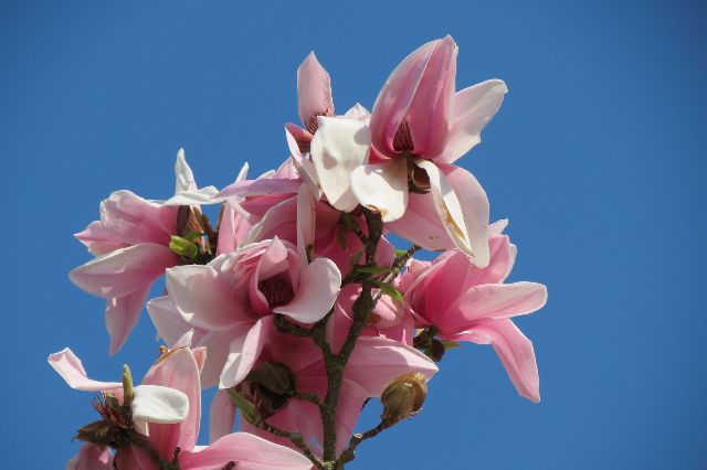 Blumeninsel Mainau im Bodensee