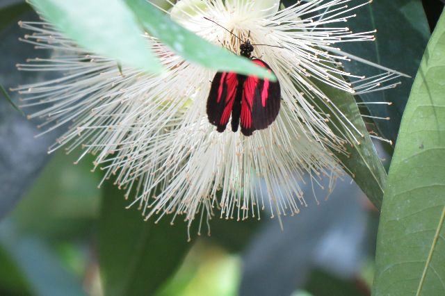 Blumeninsel Mainau im Bodensee