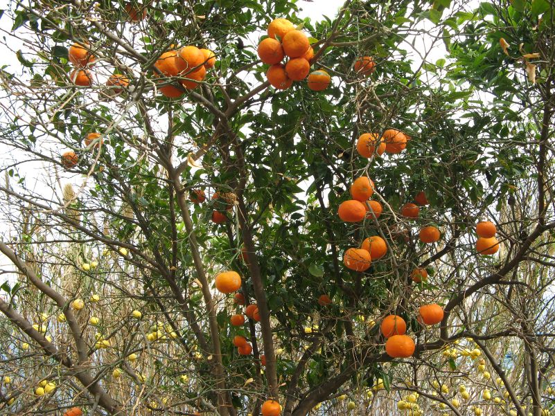 Malta, Orangen und Zitronen in einem Garten in Valetta