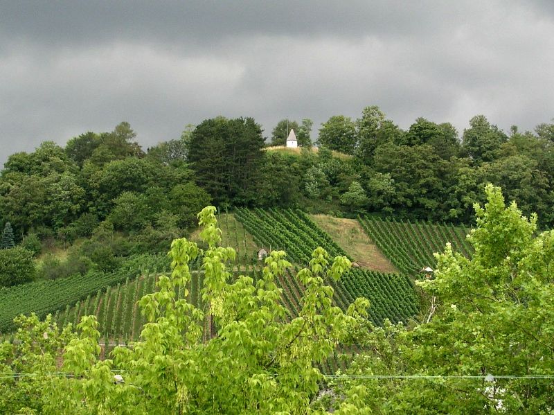Weinberge in Metzingen