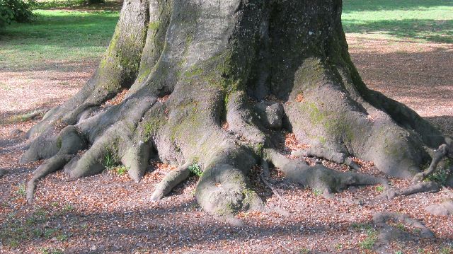 Wurzeln einer Buche