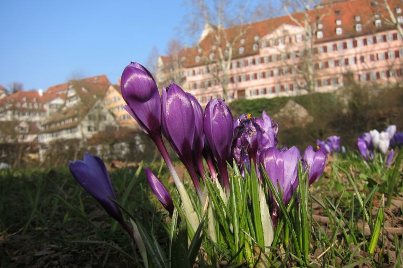 Tübingen 2014